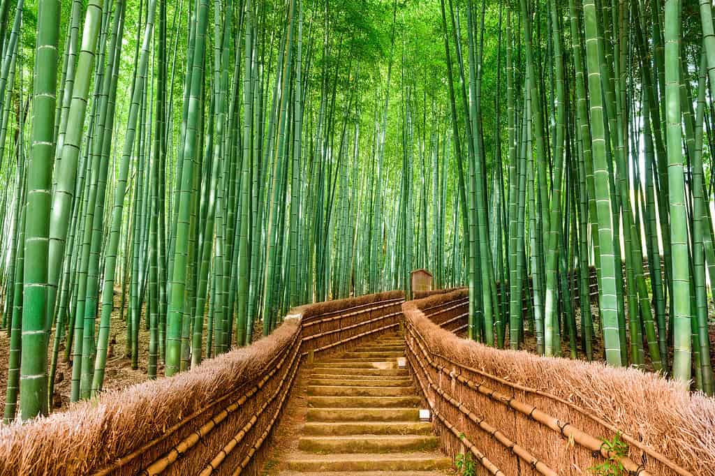 luxury solo travel in kyoto