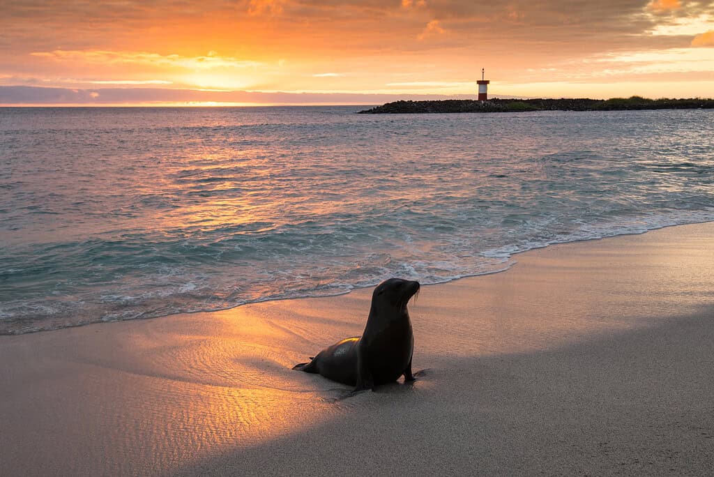 Galapagos eco-luxury resorts